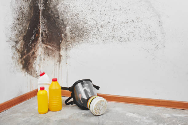 Best Black Mold Removal  in St Leo, FL