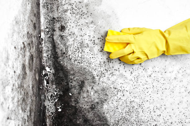 Best Fast Mold Removal  in St Leo, FL