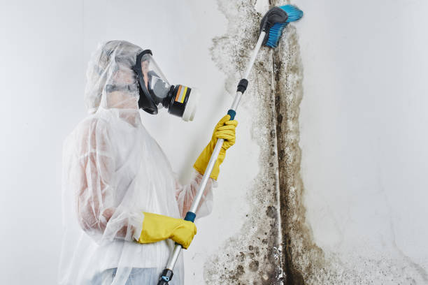 Best Fast Mold Removal  in St Leo, FL