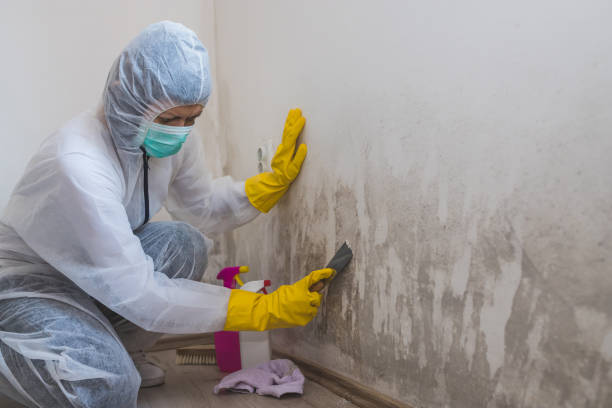 Best Black Mold Removal  in St Leo, FL
