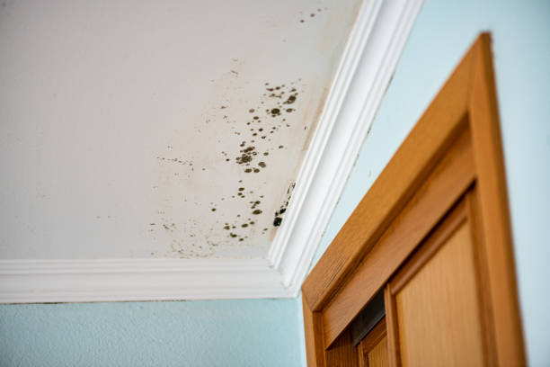 St Leo, FL Mold Removal Company