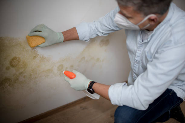Best Office Mold Removal Services  in St Leo, FL