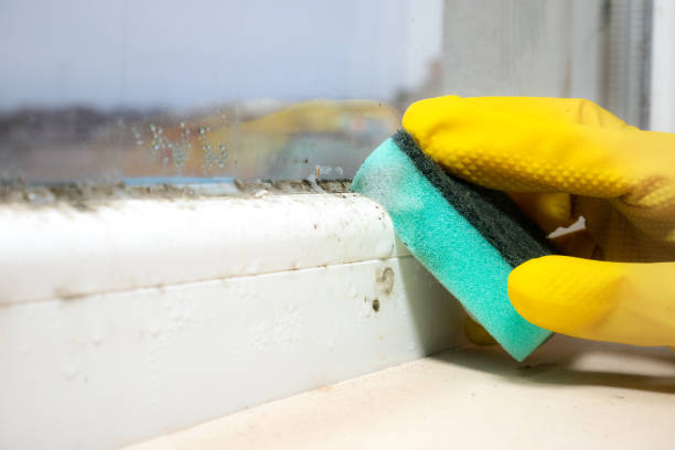 Office Mold Removal Services in St Leo, FL