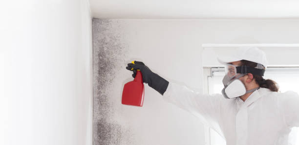 Best Office Mold Removal Services  in St Leo, FL