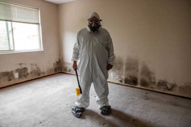 Best Mold Remediation  in St Leo, FL