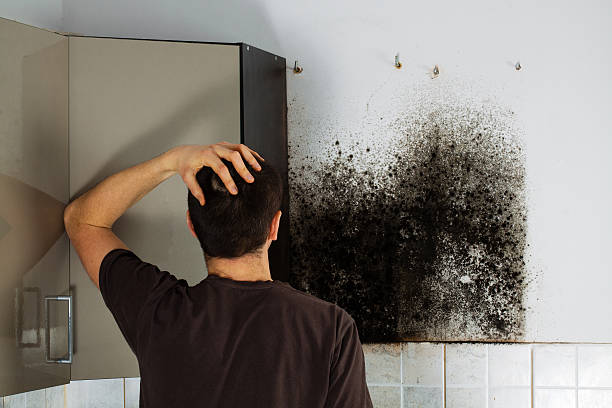 Best Local Mold Removal Service  in St Leo, FL