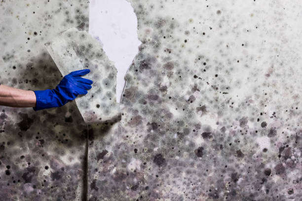 Best Residential Mold Removal  in St Leo, FL
