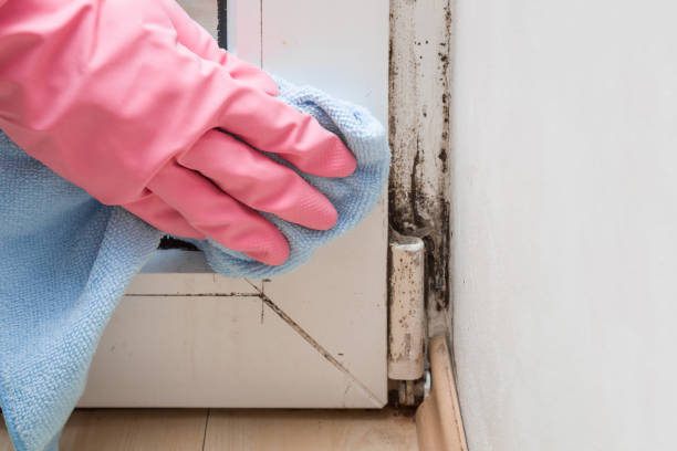 Office Mold Removal Services in St Leo, FL