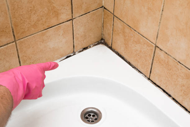 Best Professional Mold Removal  in St Leo, FL