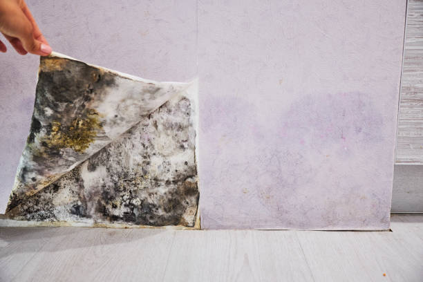 Best Home Mold Removal  in St Leo, FL